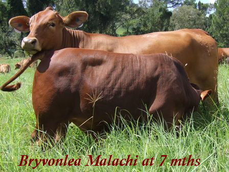 Bryvonlea Susanne & Malachi